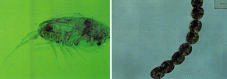 동물플랑크톤 중 가장 수가 많은 요각류(왼쪽)와 9월 중순 통영 앞바다에서 채집된 와편모조류, 코크로디니움.