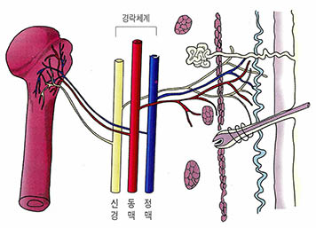 (그림) 혈수도(穴樹圖) 단면