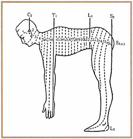 (그림1) 피부절(dermatome)^사족보행의 자세를 취하면 피부절의 배열이 정연하게 보인다.