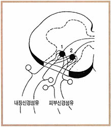 (그림2) 관련통의 경로