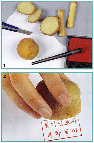 1 준비물 2 도장이 찍힌 위에 삶은 감자를 놓고 1시간정도 누른다.