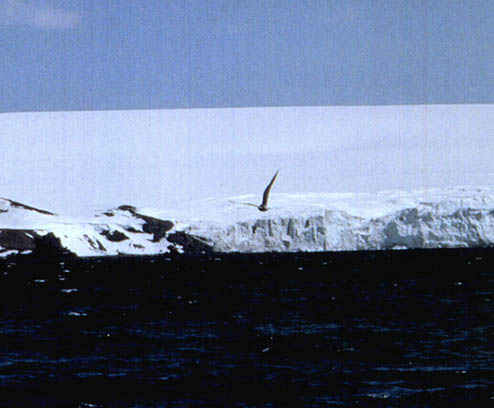 남극토박이 제비갈매기