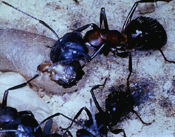 목수개미사회에서 한 개미가 새 일개미의 부화를 돕고 있다.