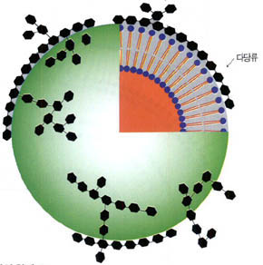 (그림1)'미사일' 약의 원리^리포솜에 다당류나 단백질을 수식해 원하는 병원만을 공격하는 약을 만든다.