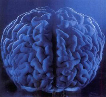 뇌의 구조는 프랙탈 차원으로 구성돼 있다.