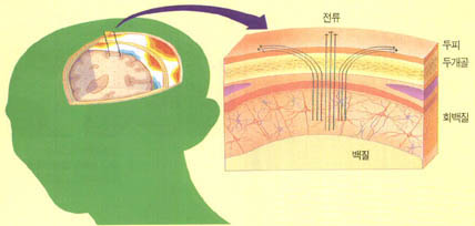 뇌파의 발생 원리
