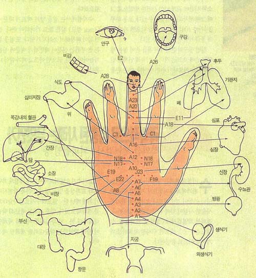 (그림1) 손의 치료점과 인체 상응부위