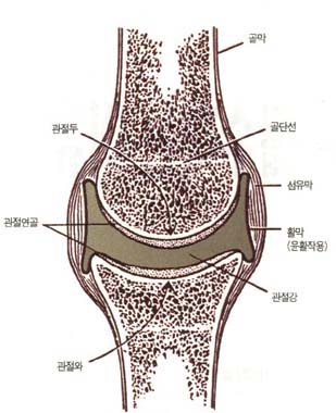 관절의 기본 구조