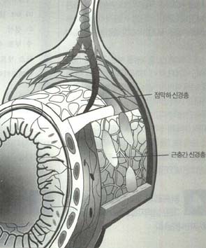 소화관 뇌의 두가지 신경망 -소장의 두가지 망. 점막하 신경총은 장 내부의 점막 바로 밑에 있고, 근층간 신경총은 두 개의 근육층 사이에 있다. 신경들은 매우 복잡하게 연결돼 있으며 소화 속도, 점막의 분비와 운동, 장벽 근육의 수축 등에 직접적인 영향을 미친다.