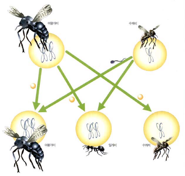 개미의 가계도^수캐미의 정자와 수정된 알은 다음 세대에 여왕개미와 일개미가 된다. 이들은 두 벌의 염색체를 갖는 암컷이다. 이에 비해 정자와 결합되지 못한 미수정란에서는 한 벌의 염색체만을 갖는 수캐미가 태어난다.