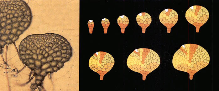 인공생명의 기법으로 성장시킨 양치식물(오른쪽, Microsorium linguaeforme)과 자연계의 그것을(왼쪽) 비교해 보면 놀랄 만큼 유사하다.