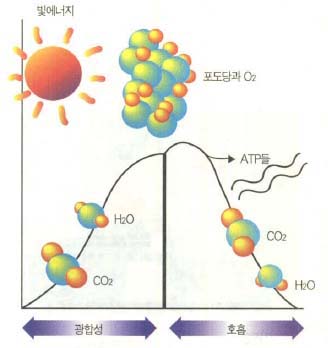(그림 1) 에너지 관점에서 본 광합성 호흡