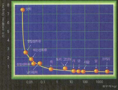 동물들의 크기와 대사율