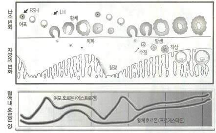 성호르몬과 자궁내의 변화