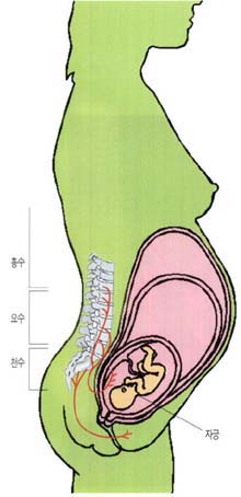 (그림2)자궁에서 올라가는 감각신경^신경이 흉수까지 연결돼 있기 때문에 분만할 때 자궁이 수축되면 통증이 허리 위까지 미친다.