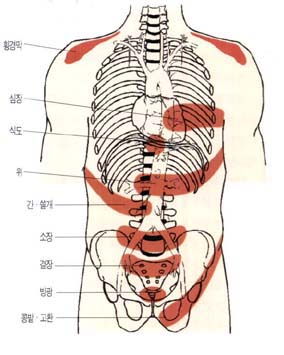 (그림3)피부에 연관통을 일으키는 내장 부위