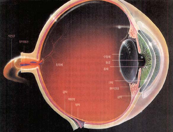 눈의 구조