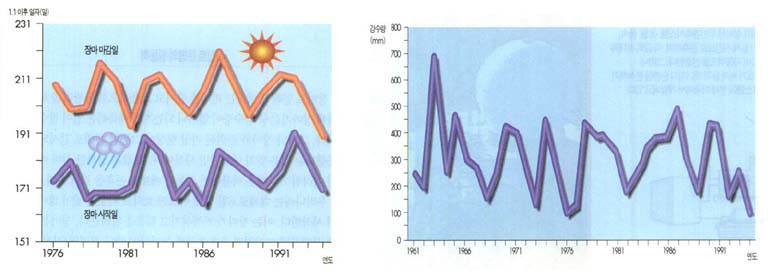 (그림)우리나라 장마 현황^연도별 장마기간(왼쪽)과 강수량(오른쪽).매년 장마가 시작하는 날과 끝나는 날이 일정하지 않다.강수량도 마찬가지다.
