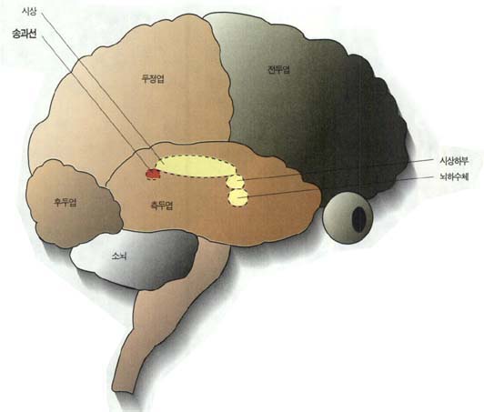 (그림) 송과선의 위치 -콩만한 크기로 소뇌 상부 시상 주변에 위치한다.