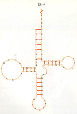 효모의 운반 RNA구조^수십개의 뉴클레오티드(인산, 5탄당, 염기(A, G, C, U)로 구성된 핵산의 한 단위)로 이뤄진 간단한 모습이다. 한쪽 끝에 아미노산 알라닌을 운반하는 부위가 있고, 여러 고리들은 다른 물질들과 작용해 단백질 합성을 돕는다.