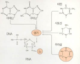 DNA와 RNA의 구조^DNA는 RNA의 수산기(-OH)대신 산소가 없는 수소(-H)를 가진다. 또 DNA 염기인 티민은 RNA염기인 우라실의 수소 메틸기(-CH3)가 달려있을 뿐이다. 아데닌, 구아닌, 시토신은 양쪽에 공통.