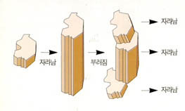 고령석의 생장과 복제^상하 방향으로 자라나다 어떤 시기에 똑같은 모양으로 부러진다. 케언스-스미스는 이 과정을 생명 현상으로 파악했다.