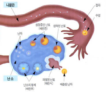 난자의 성숙과 수정 과정^여자의 경우 난소 안에서 일반적으로 한달에 한 개의 난포와 난자가 성숙하는데, 성숙한 난자는 난소 표면에서 떨어져 나온다. 이를 배란이라 한다. 난소에서 나온 난자는 나팔관에서 정자와 만나 수정한다.