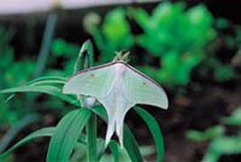 긴꼬리산누에방 Actias artemis^나비목 산누에방과. 날개길이 50-55mm. 한반도 산지에 전국적으로 분포하고, 만주, 우수리, 일본 등지에도 발견된다. 남한에서 성충은 6월과 8월에 2회 발생한다.