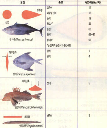 (표2)^물고기의 유영속도와 체형