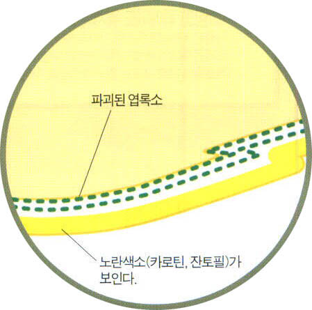 1. 노란 단풍^엽록소에 가려졌던 카로틴과 잔토필이 나타나서 노란색을 띈다.