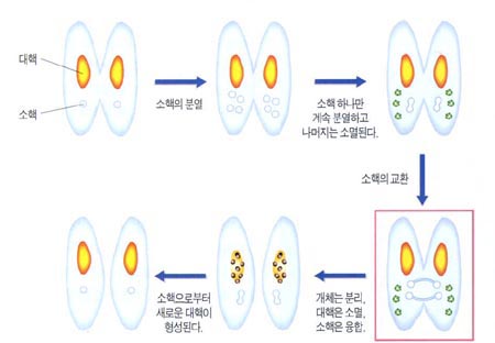 접합성교^짚신벌레의 접합성교 모습. 융합성교의 경우와 달리 서로 접합한 두 개체는 유전정보가 든 소핵만을 교환한 후 분리된다. 따라서 세포질을 차지하기 위해 양쪽의 소기관들이 서로 싸울 필요가 없다.