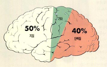 뇌조직의 구성 비율