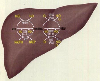 간에서 알코올이 분해되는 과정