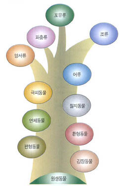 (그림 1) 동물 계통수의 예^생물학에서 사용된 전통적인 기억 방식이다.