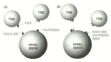 1974년 도어티와 친커나겔이 제시한 두가지 모델. T세포가 바이러스에 감염된 세포를 공격할 때 바이러스 항원과 주조직적합항원을 각각 감지하거나(A), 두가지의 복합체와 반응한다(B).