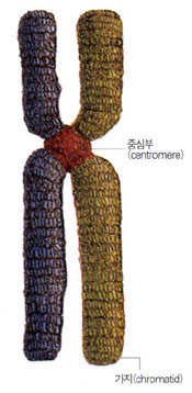 (그림)염색체(chromosome)구조