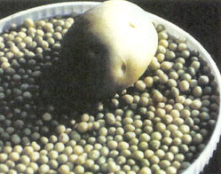 동식물세포 공학부 정혁박사팀이 개발한 인공씨감자.큰 감자 아래있는 콩알만한 것이 인공씨감자다.