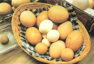 유전자 조작을 하면 크기가 다른 계란,오리알을 낳게 할 수 있다.