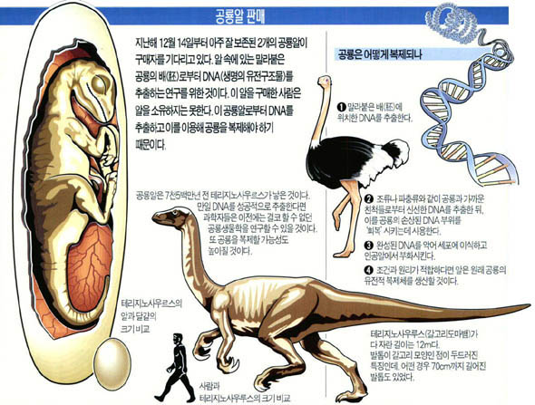 공룡알 판매.