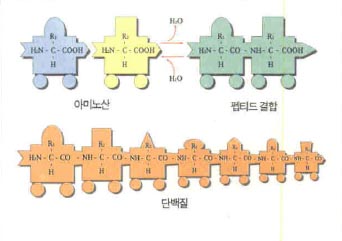 (그림4)아미노산이 모여 단백질을 이루는 과정