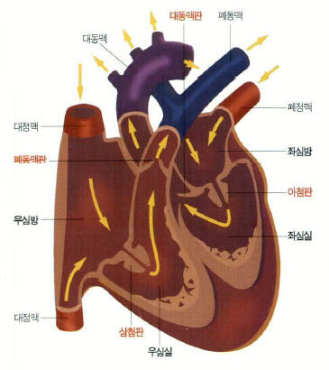 (그림)심장의 구조와 혈액의 흐름^온 몸에서 우심방으로 들어온 혈액이 폐동맥→폐→폐정맥→좌심방→좌심실→대동맥을 거쳐 다시 온몸으로 나간다. 빨간 글씨는 판막임.