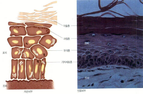 (그림1)자연피부와 인공피부^표피의 제일 겉에 각질층이 있고, 과립층ㆍ유극층에는 자외선 차단 세포, 면역세포 등이 분포한다. 기저 세포는 이런 세포들을 만드는 모체다. 진피는 섬유성 세포와 단백질로 구성된다. 인공피부는 아직 실험단계지만 자연 피부에 비해 손색이 없다.