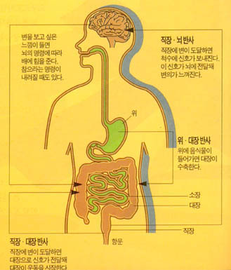 (그림1)배변의 매커니즘