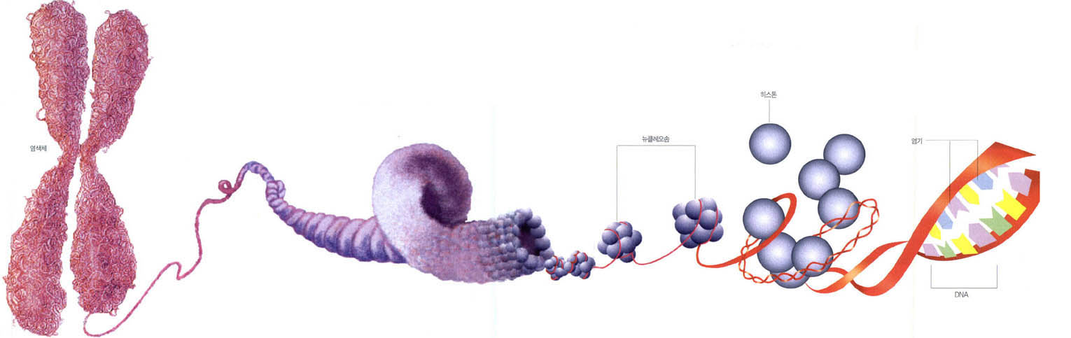 (그림1)염색체의 구조^이중나선구조를 이루는 DNA가닥이 단백질인 히스톤과 결합한 형태(뉴킄ㄹ레오솜)가 염색체의 기본 구조다.