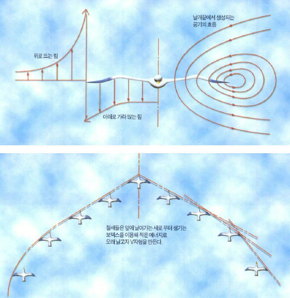 (그림5)새의 날개에 의해 생기는 보텍스^새의 날개 바깥쪽에는 상승기류가 안쪽에는 하강기류가 형성된다.