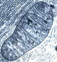 호흡이 이뤄지는 미토콘드리아의 모습