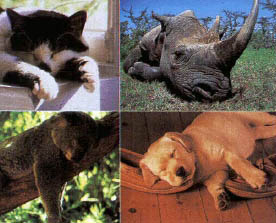 포유동물의 수면행위는 뇌 분비물질과 관련이 있다.