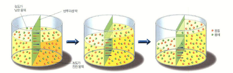 (그림1)반투과성 막을 통한 물질 알갱이의 이동^삼투압 때문에 용매가 농도가 진한쪽으로 이동한다.