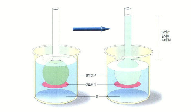 (그림2)삼투압의 측정^셀로판 막을 통해 증류수가 농도가 높은 설탕용액쪽으로 스며든다. 그 결과 설탕용액의 높이가 올라간다.