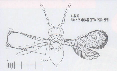 (그림1)와이즈 포 메커니즘 연구의 모델이 된 벌